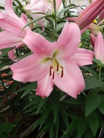 [5161 Tabledance Mak2L No02.JPG]